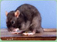 rat control Birchington