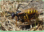 wasp control Birchington