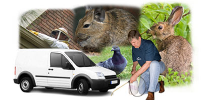 Birchington local van